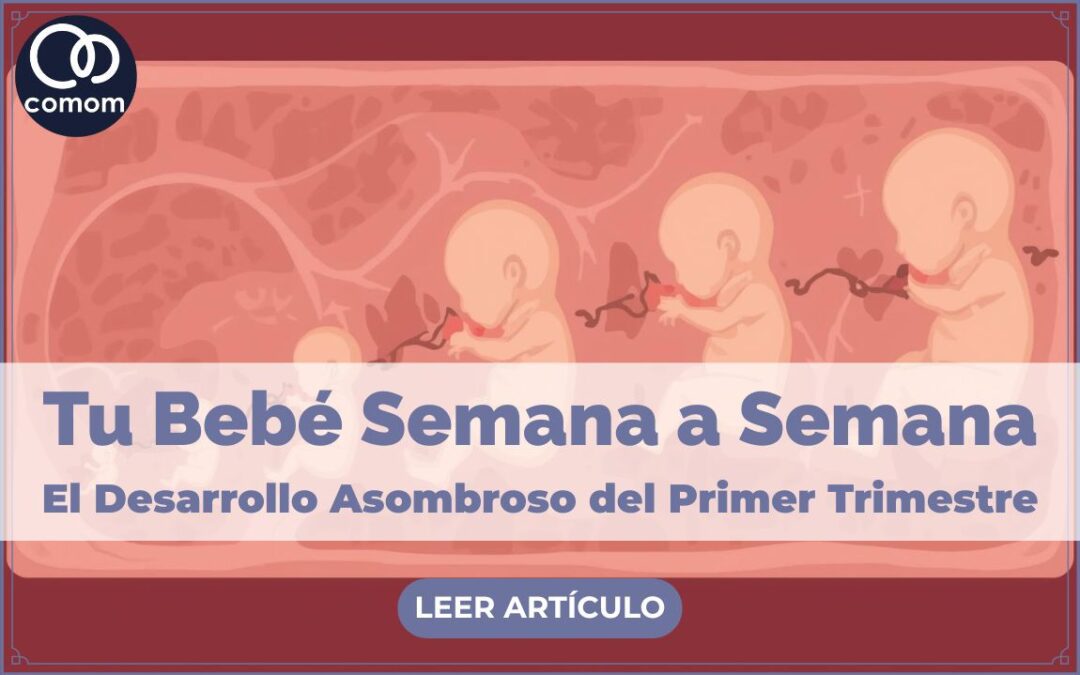 El Asombroso Desarrollo de tu Bebé en el Primer Trimestre