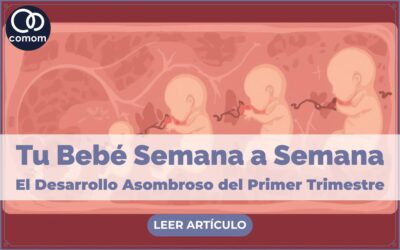 El Asombroso Desarrollo de tu Bebé en el Primer Trimestre
